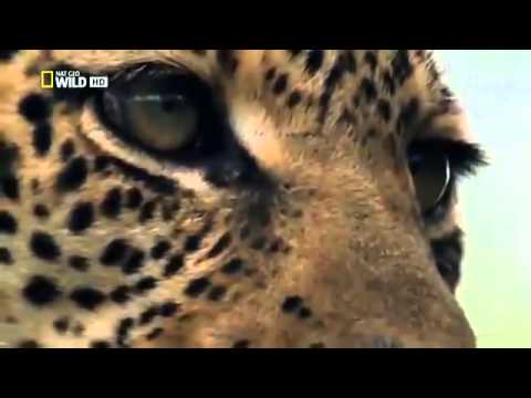 أفعى تبتلع نمرًا بشكل مخيف بعد أن تربّصت به لعدة دقائق