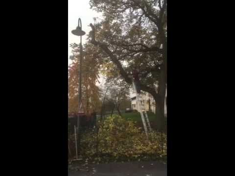 شاهد شجرة تنتقم من رجل قطع أحد فروعها