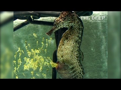 شاهد فرس بحر يلد 2000 من صغاره