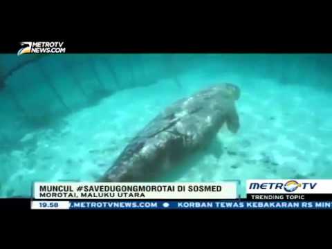 شاهد السوشيال ميديا تنقذ بقرة بحر نادرة في إندونيسيا