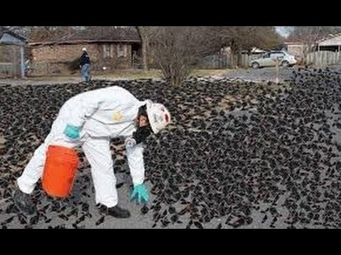 أغرب حالات الإنتحار الجماعي للحيوانات في العالم