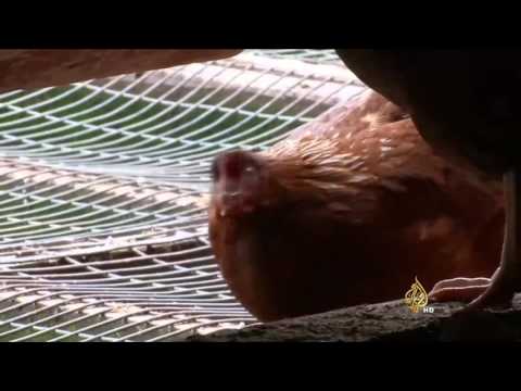 شاهد نظام إضاءة خاص لتحسين مزاج الدجاج