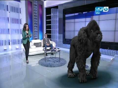 بالفيديو غوريلا تقتحم استوديو نهار جديد والمذيعة تداعبها