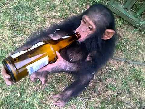 شاهد قرد يدمن شرب الخمرة