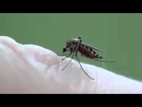 بالفيديو طريقة تناول البعوضة لدم الإنسان