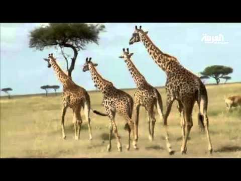 شاهد جولة في قلب غابات أفريقية