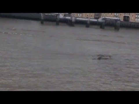 شاهد وحش لوخ نيس الأسطوري يظهر مجددًا