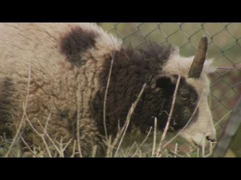 شاهد حادث يحول نعجة إلى وحيد القرن