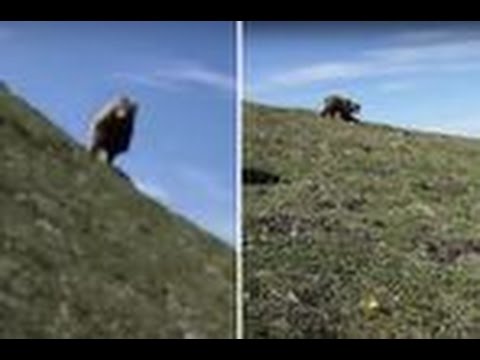 بالفيديو شاهد ماذا فعل رجل ليهرب من دب مفترس