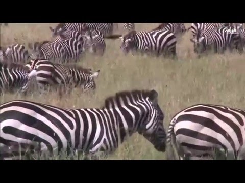 جولة في محمية سيرنغيتي في تنزانيا