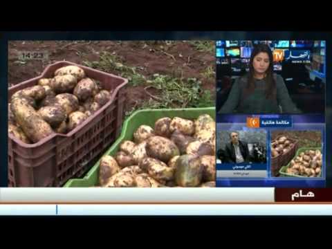 شاهد 60 ألف طن من البطاطا المخزنة ستغرق السوق
