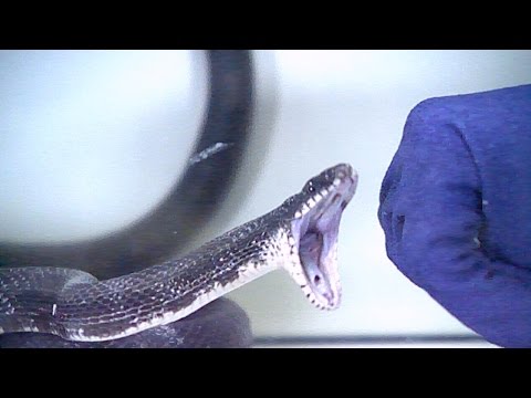 شاهد طريقة هجوم الثعبان على فريسته