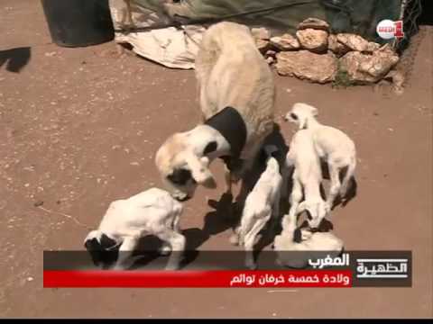 بالفيديو ولادة 5 خرفان توائم في الجديدة