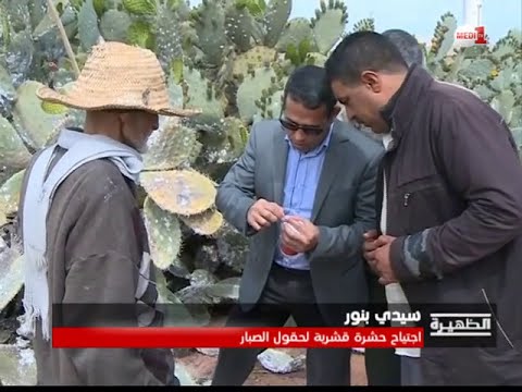 بالفيديو حشرات قشرية تجتاح حقول الصبار وتتلف ثمارها في إقليم سيدي بنور