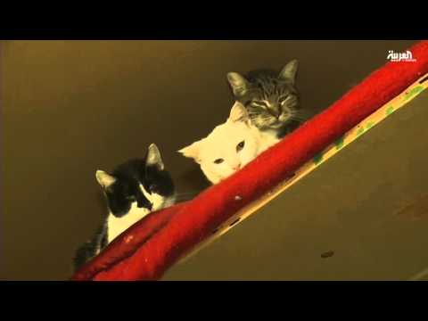 شاهد إقبال واسع على مقاهي القطط في اليابان