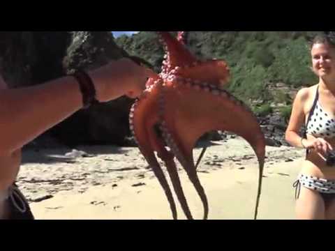 شاهد إخطبوط يعلق في ذراع رجل