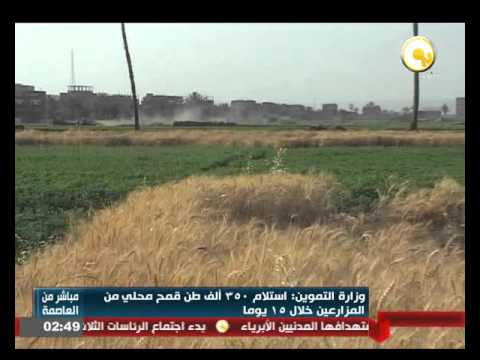 استلام 350 ألف طن قمح محلي من المزارعين
