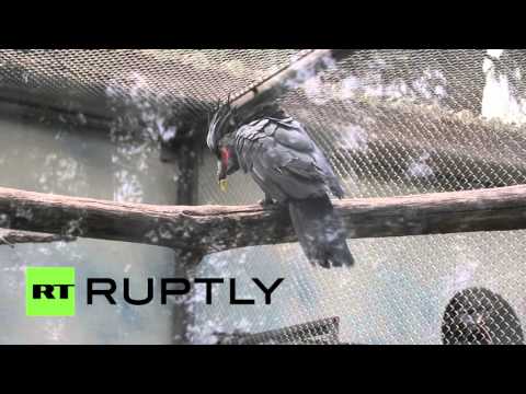 شاهد كيف تستخدم الببغاء هوزاي منقاره المطبوع