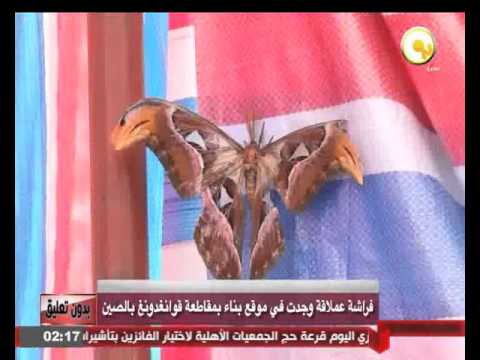 العثور على فراشة عملاقة في موقع بناء