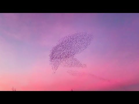 starlings swirl in a beautiful sunset sky