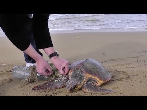 two guys save turtle wrapped