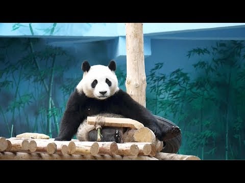 chronicles of a very active panda