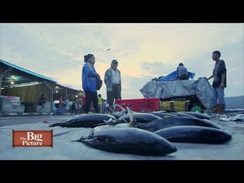 the big picture overfishing