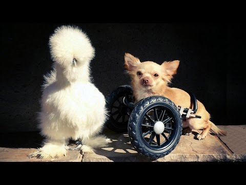 wheelchair dog and silkie chicken are the cutest friends