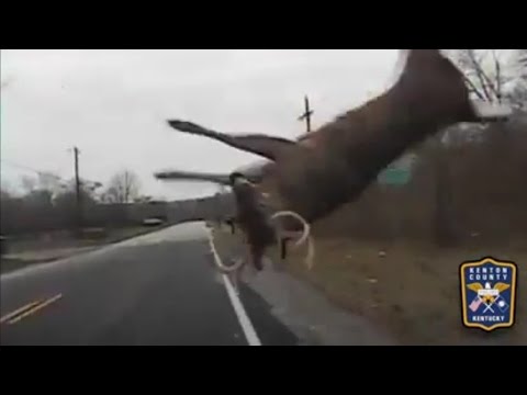 by kentucky police cruiser