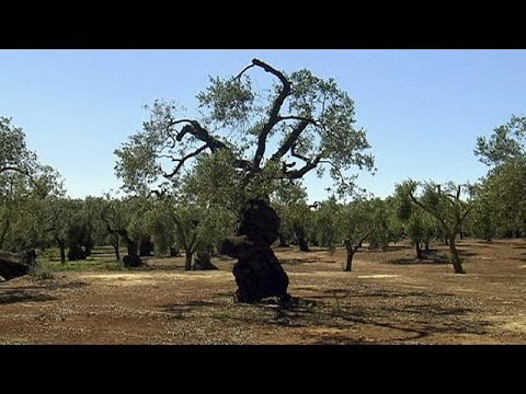 italy defies the eu and halts