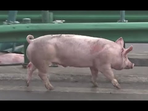 runaway pigs block chinese highway