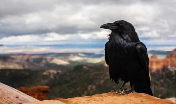 المغرب اليوم - تفسير رؤيا الغراب في المنام للرجل والمرأة