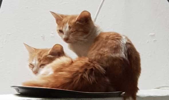 المغرب اليوم - تفسير رؤيا القطط في المنام للرجل والمرأة