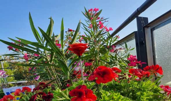 المغرب اليوم - تفسير رؤية الورد الاحمر في المنام للعزباء