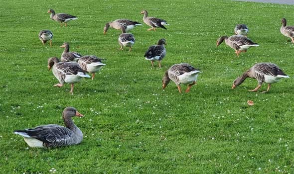 المغرب اليوم - تفسير رؤيا البط في المنام للرجل والمرأة