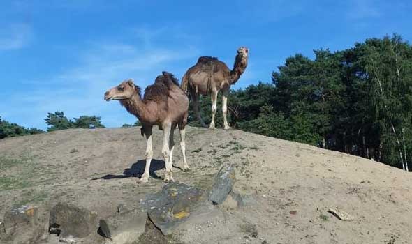 المغرب اليوم - 
