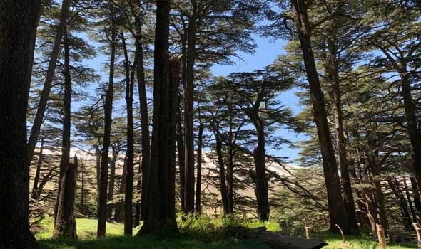 المغرب اليوم - تفسير حلم رؤية الشجرة